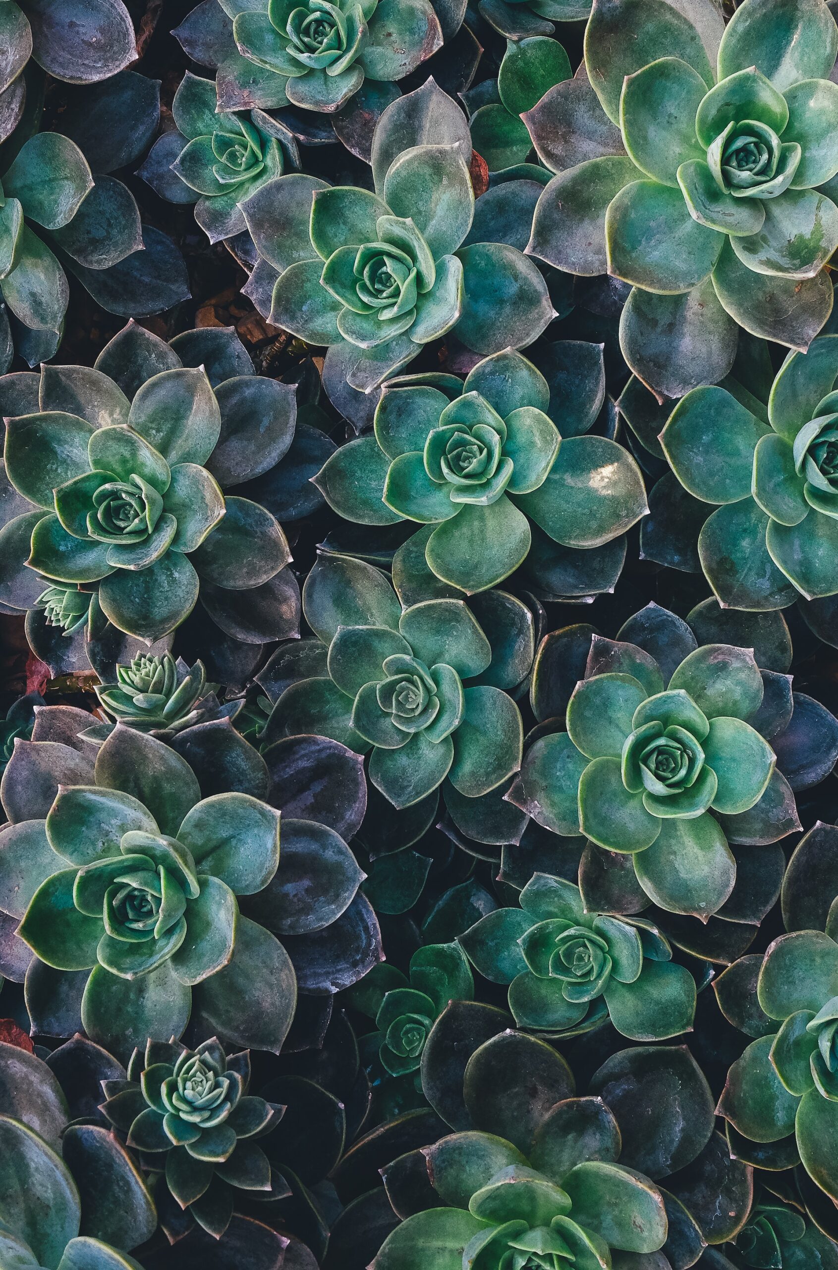 Outdoor office garden